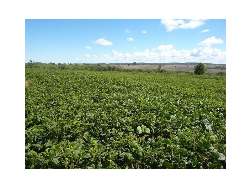 1914 Reserve Creek Road “COLYTON”, Delungra NSW 2403