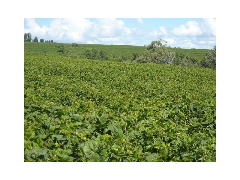 1914 Reserve Creek Road “COLYTON”, Delungra NSW 2403