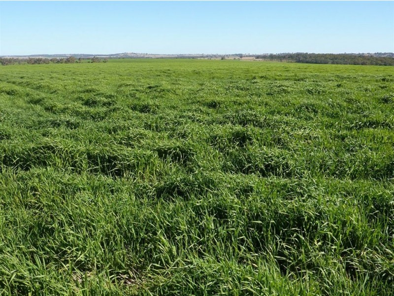 ” GOORA”, Inverell NSW 2360