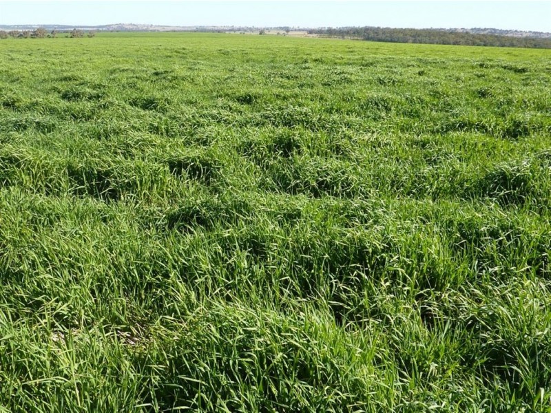 ” GOORA”, Inverell NSW 2360