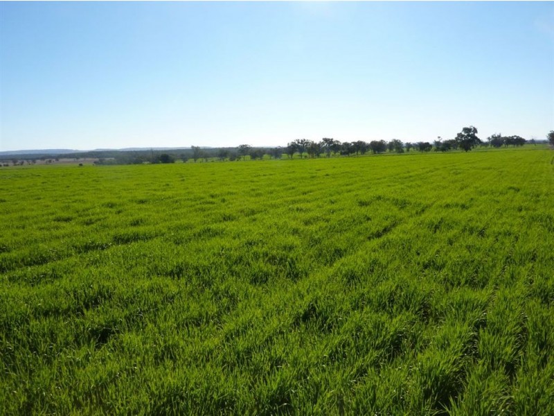 ” GOORA”, Inverell NSW 2360