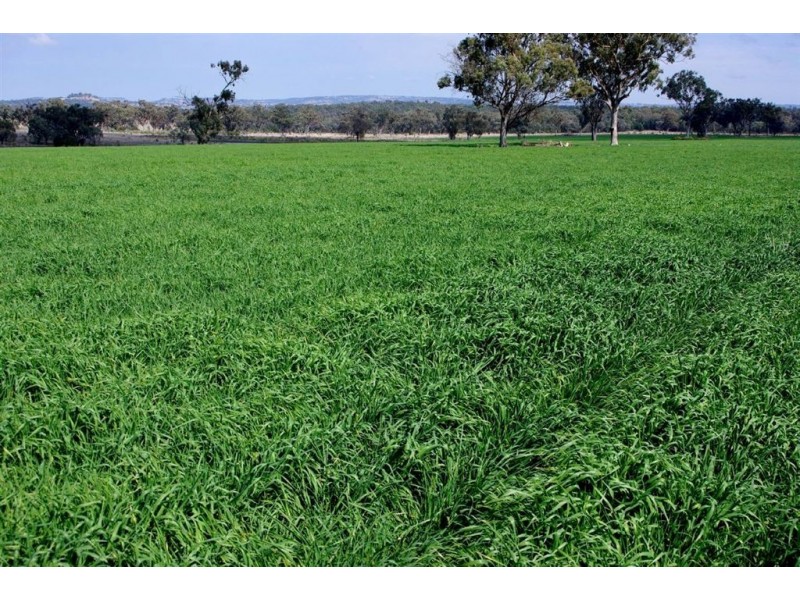 ” GOORA”, Inverell NSW 2360