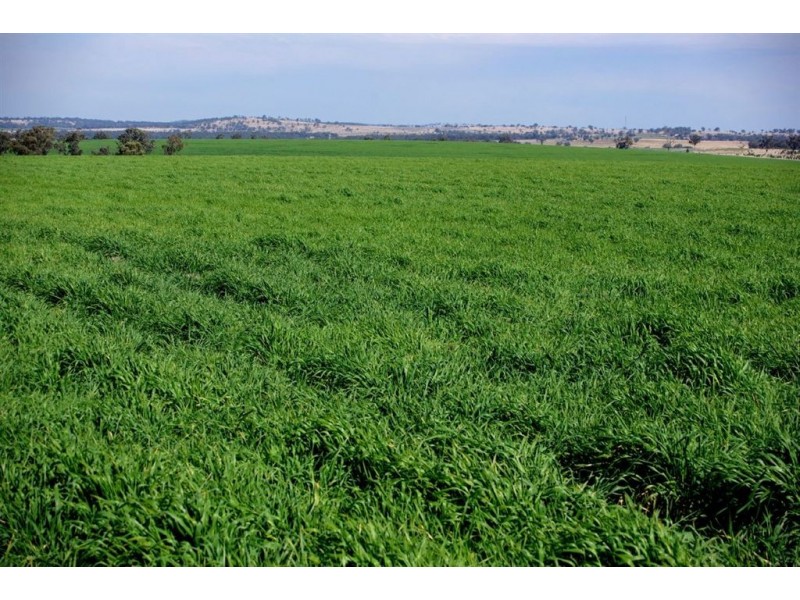 ” GOORA”, Inverell NSW 2360