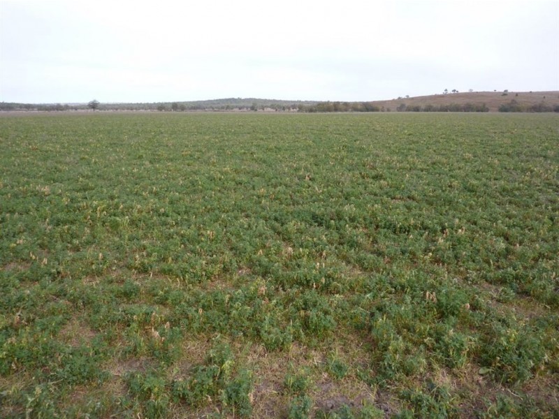 ” TRIGAMON”, Yetman NSW 2410