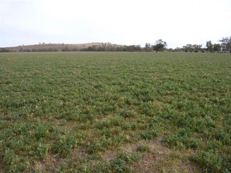 ” TRIGAMON”, Yetman NSW 2410