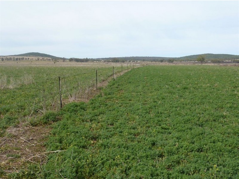 ” TRIGAMON”, Yetman NSW 2410