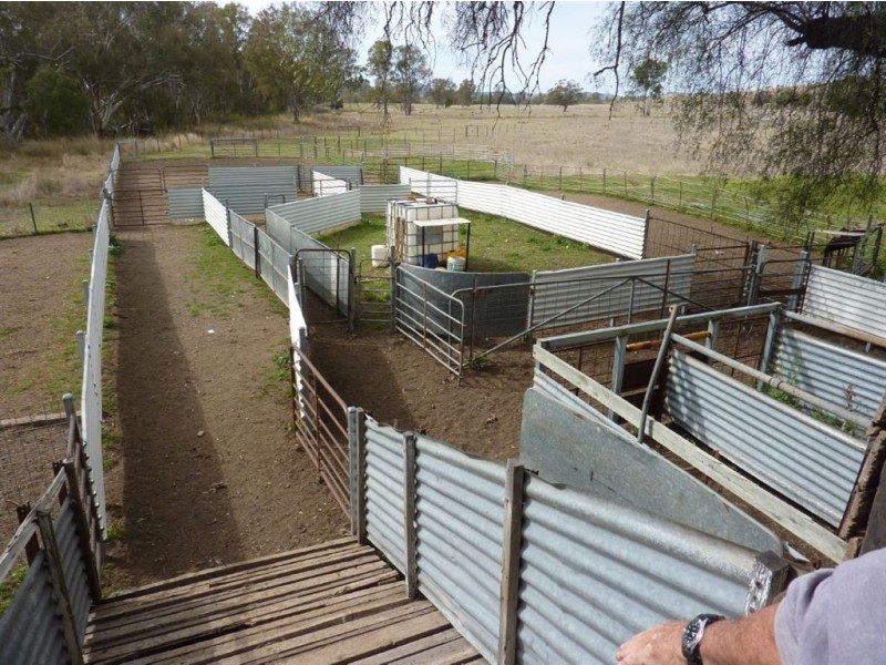 ” TRIGAMON”, Yetman NSW 2410