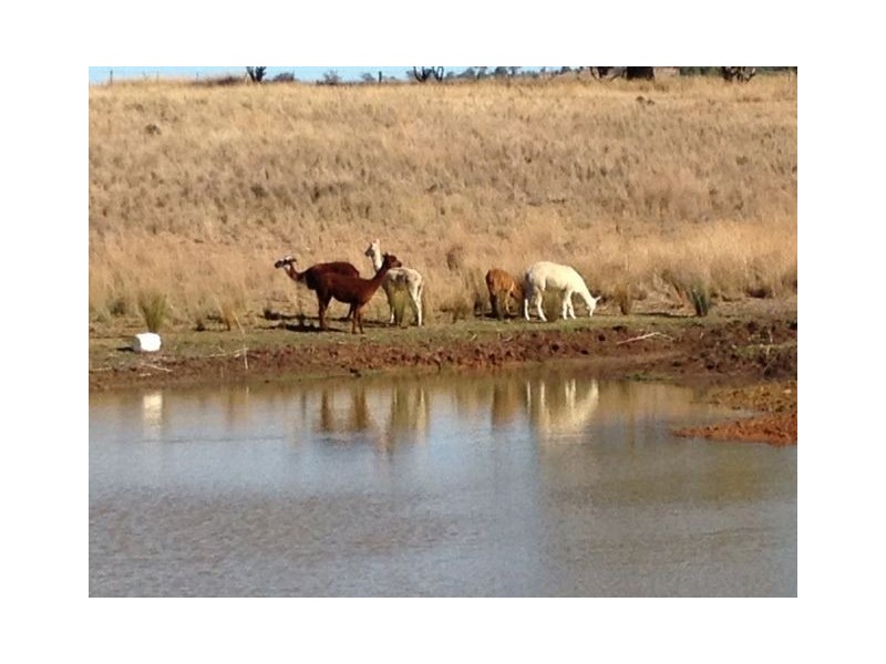 574 Coolatai Road “WYBALENA”, Inverell NSW 2360