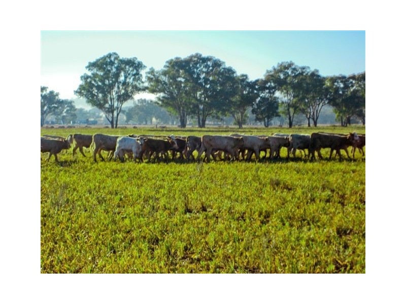 ” WYNELLA”, Inverell NSW 2360