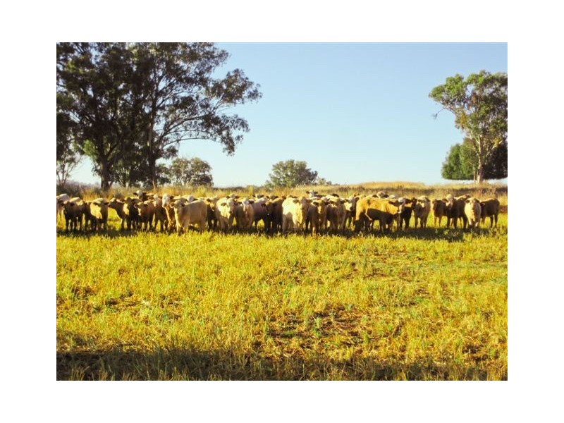 ” WYNELLA”, Inverell NSW 2360