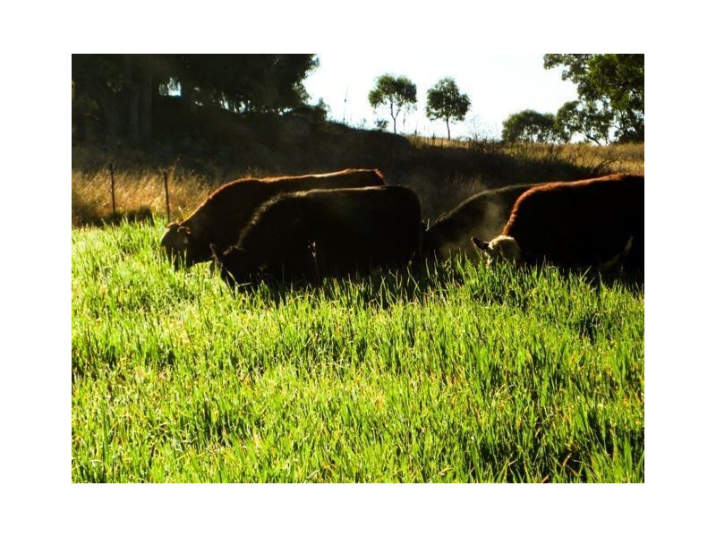 ” WYNELLA”, Inverell NSW 2360