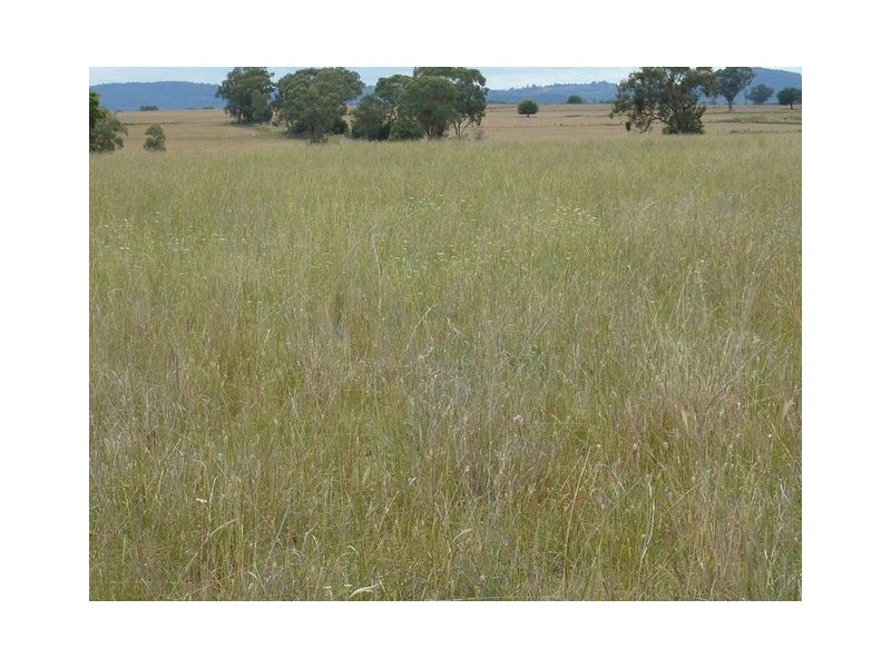 ” GUNNA GUMPY”, Bingara NSW 2404