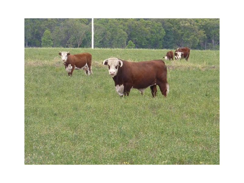 548 Onus Road “TORVALE”, Inverell NSW 2360