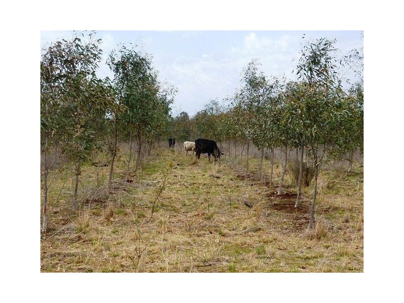 ” TARRANGOWER”, Inverell NSW 2360