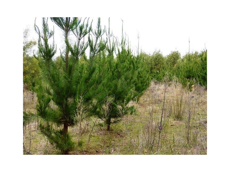 ” TARRANGOWER”, Inverell NSW 2360