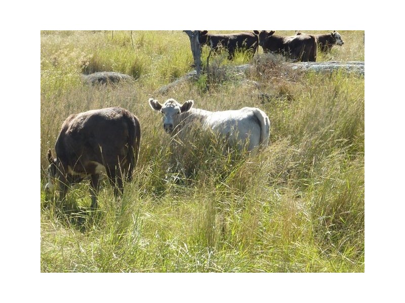 ” BONNIE DOON”, Inverell NSW 2360