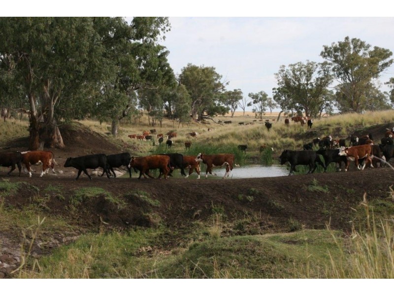 ” KURRAJONG HEIGHTS”, Inverell NSW 2360