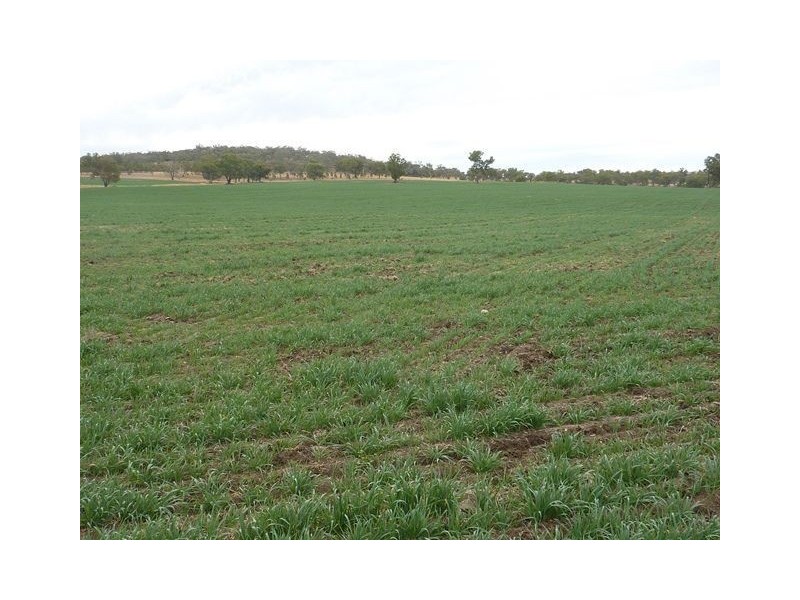 ” KURRAJONG HEIGHTS”, Inverell NSW 2360