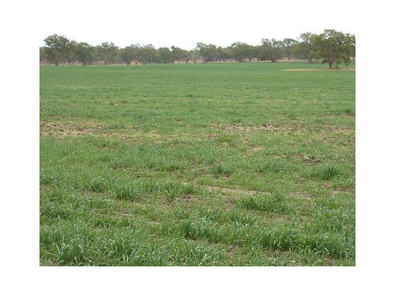 ” KURRAJONG HEIGHTS”, Inverell NSW 2360