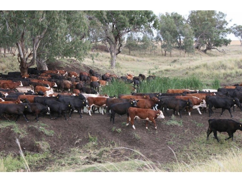 ” KURRAJONG HEIGHTS”, Inverell NSW 2360