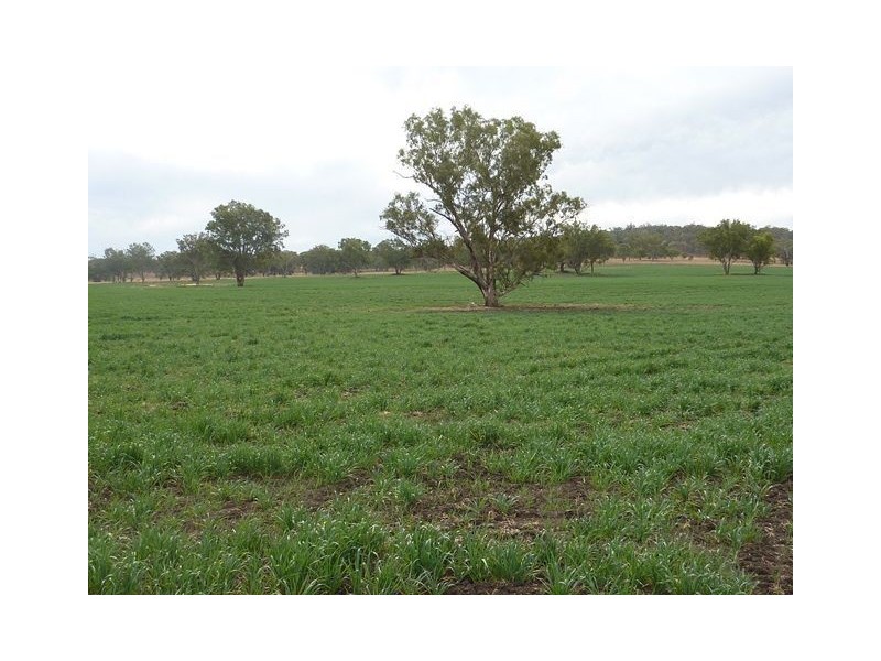 ” KURRAJONG HEIGHTS”, Inverell NSW 2360