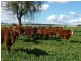 1082 Agincourt Road “WESTHOLME”, Warialda NSW 2402