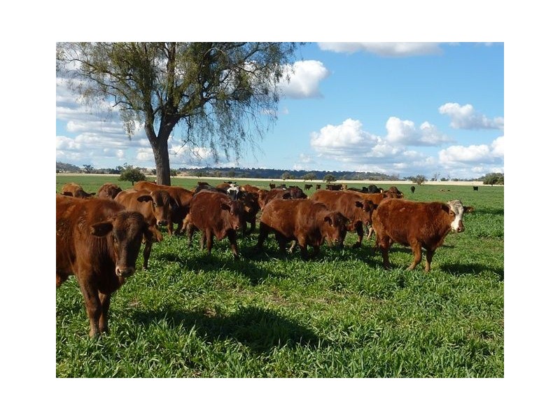 1082 Agincourt Road “WESTHOLME”, Warialda NSW 2402