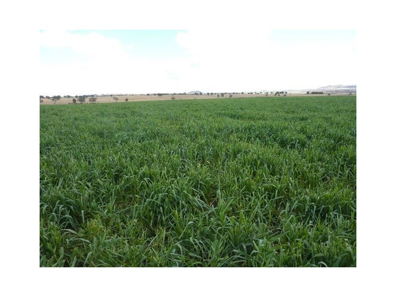 1082 Agincourt Road “WESTHOLME”, Warialda NSW 2402
