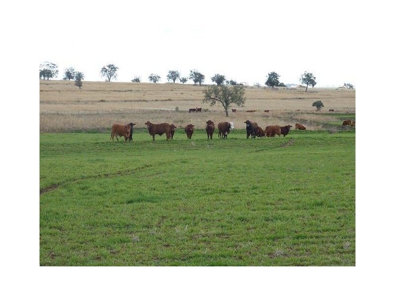 1082 Agincourt Road “WESTHOLME”, Warialda NSW 2402