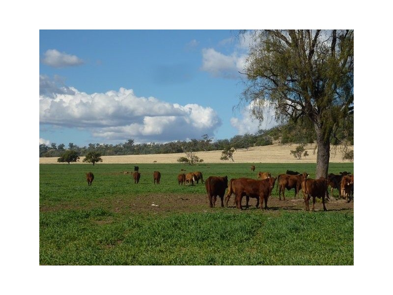 1082 Agincourt Road “WESTHOLME”, Warialda NSW 2402