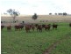 1082 Agincourt Road “WESTHOLME”, Warialda NSW 2402