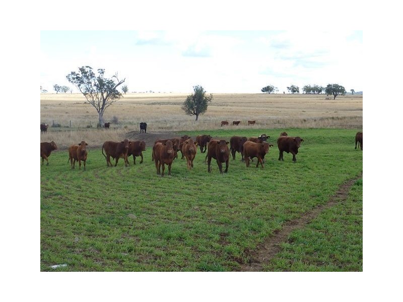 1082 Agincourt Road “WESTHOLME”, Warialda NSW 2402