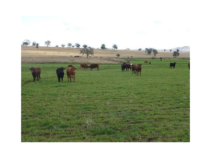 1082 Agincourt Road “WESTHOLME”, Warialda NSW 2402