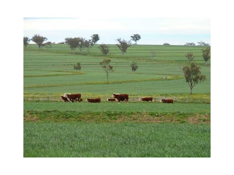 ” BURMAH”, Inverell NSW 2360