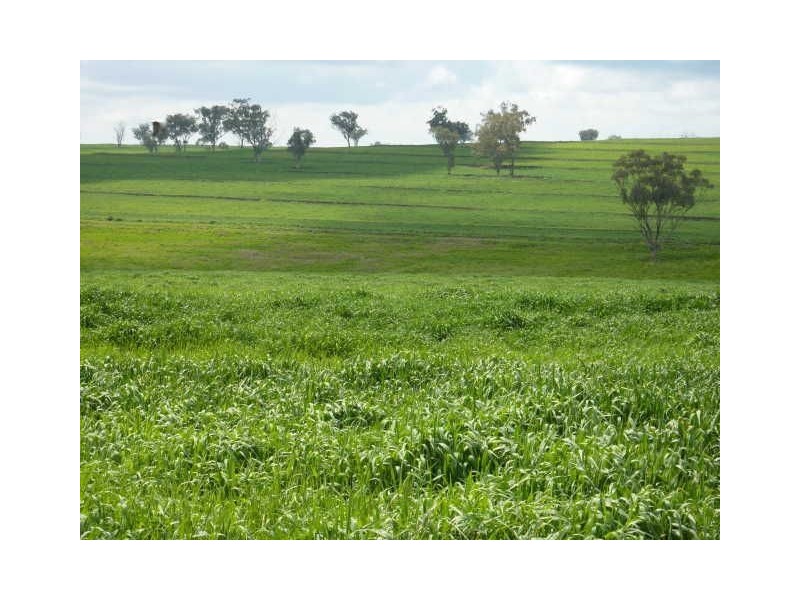 ” BURMAH”, Inverell NSW 2360