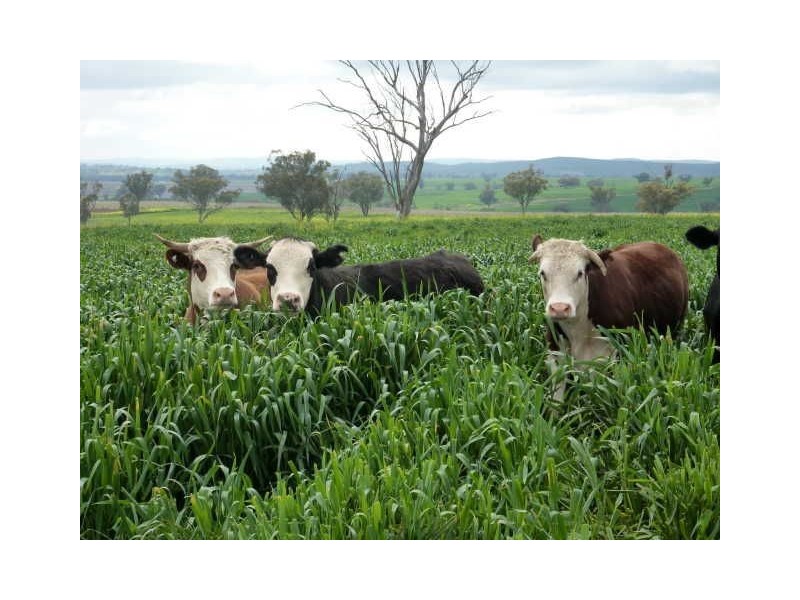 ” BURMAH”, Inverell NSW 2360