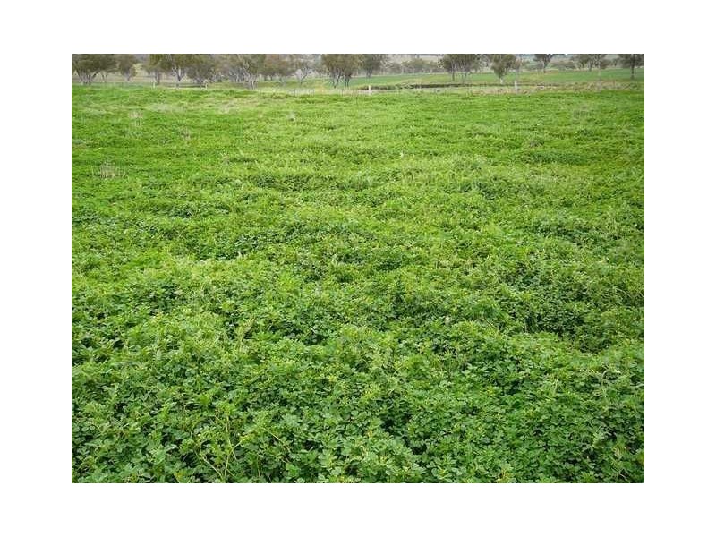 ” BURMAH”, Inverell NSW 2360