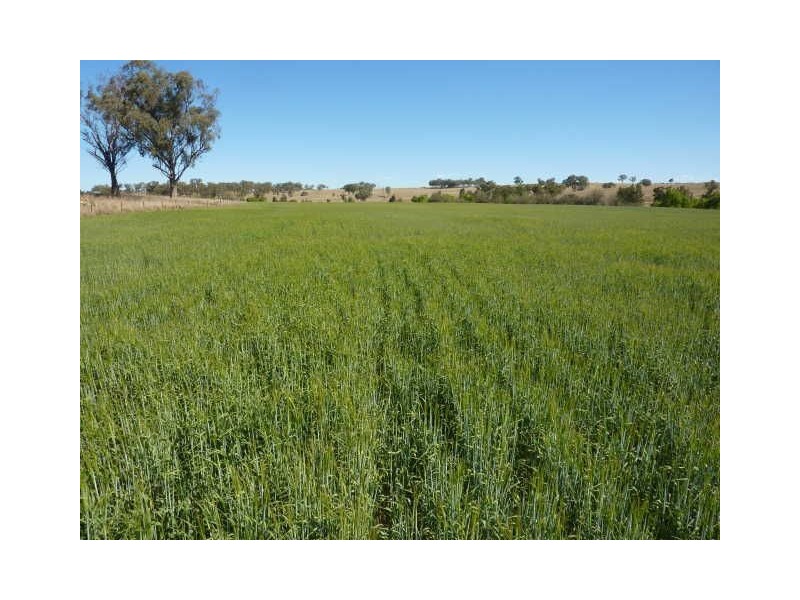 651 Karoola Road “KAROOLA”, Inverell NSW 2360