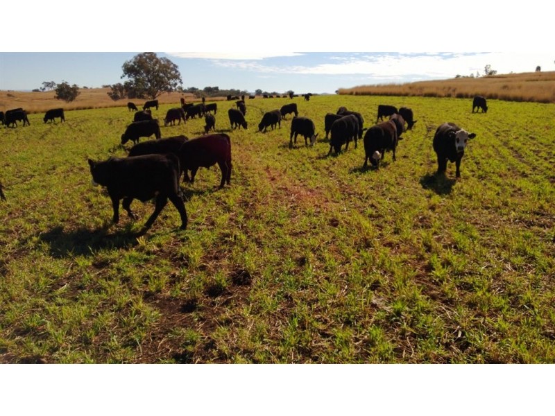 2161 Nullamanna Road “WATTA VIEW”, Inverell NSW 2360