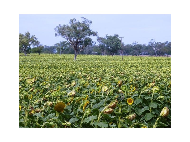 1485 Gragin Road, GRAGIN PEAK AGGREGATION, Delungra NSW 2403