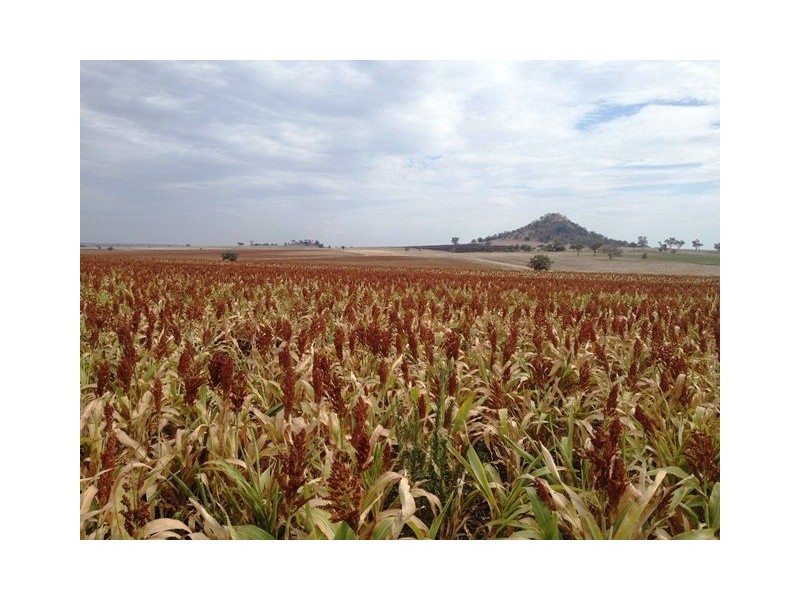 1485 Gragin Road, THE PEAK, Delungra NSW 2403
