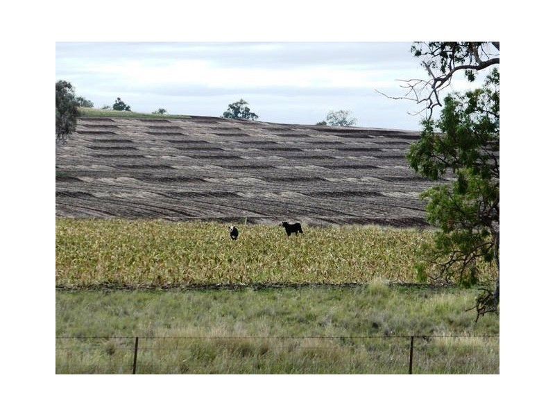 1485 Gragin Road, “THE SPRINGS”, Delungra NSW 2403