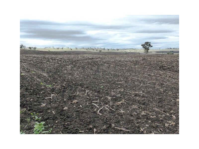 1485 Gragin Road, “THE SPRINGS”, Delungra NSW 2403