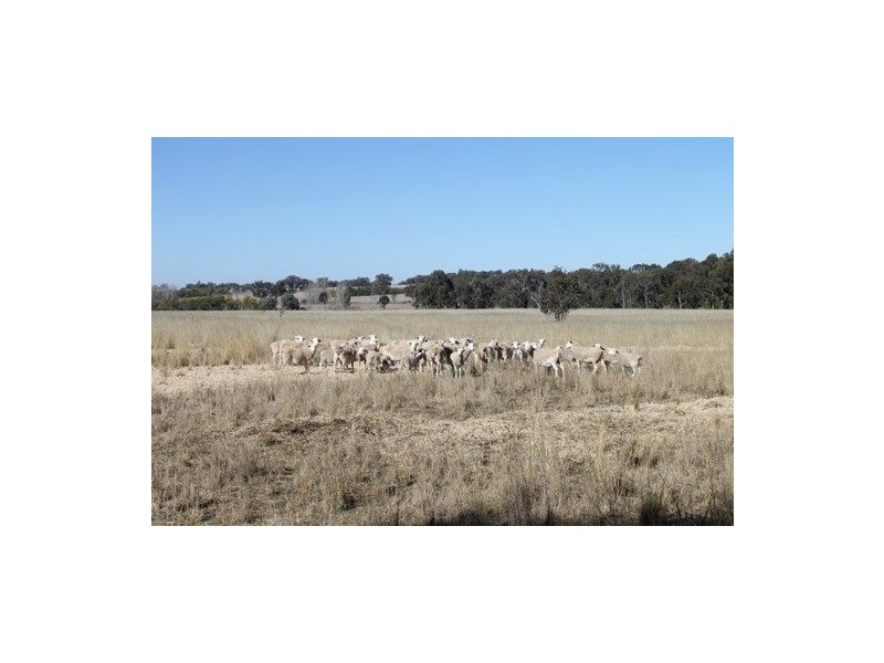 1 Mount Russell, “MONTANA”, Inverell NSW 2360