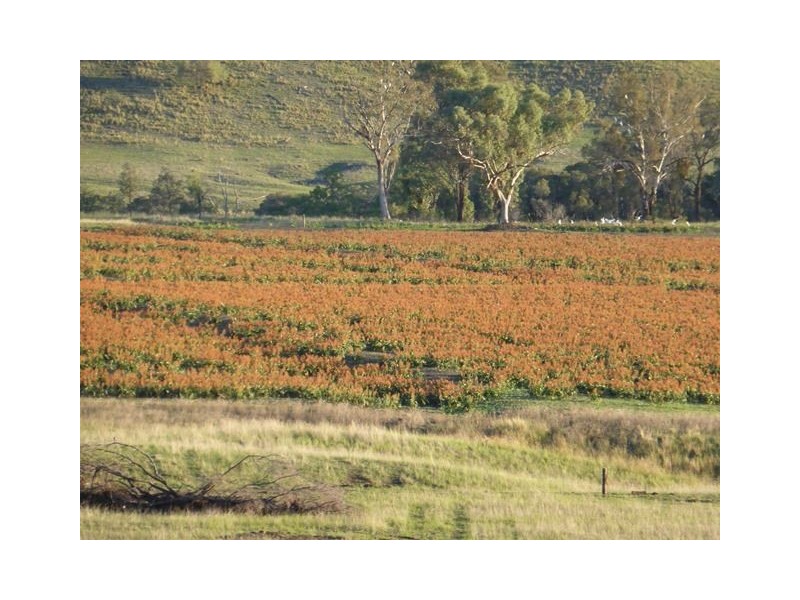 . Gragin/Glenesk Road, “UPSANDOWNS”, Inverell NSW 2360