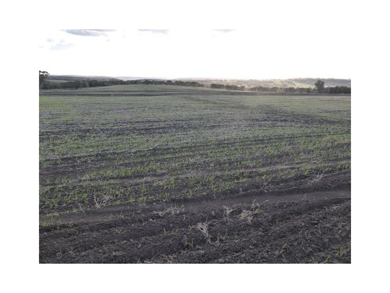 . Gragin/Glenesk Road, “UPSANDOWNS”, Inverell NSW 2360