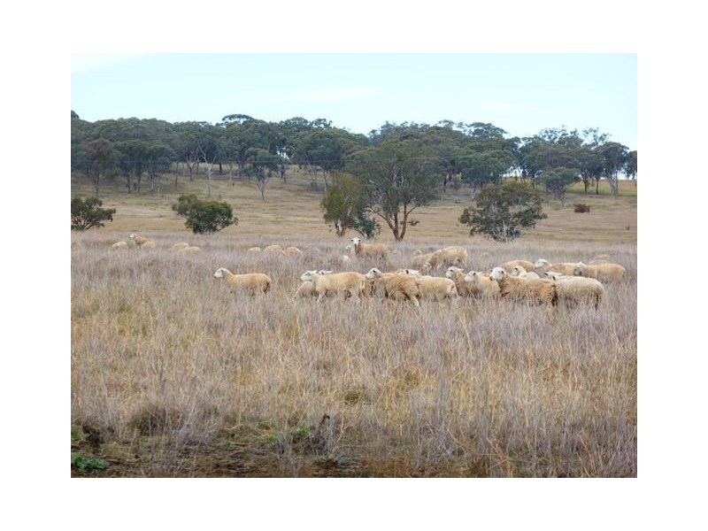 245 Nullamanna Road, Inverell NSW 2360