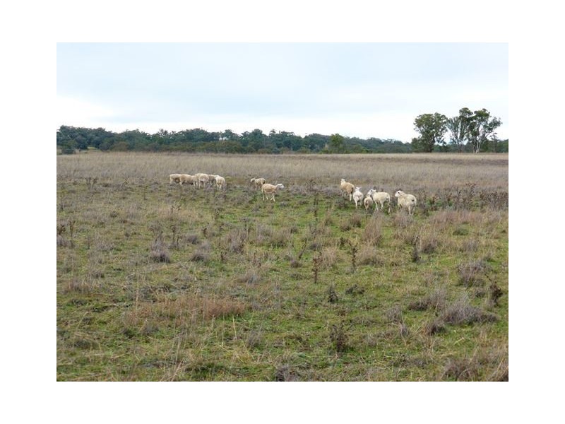 245 Nullamanna Road, Inverell NSW 2360