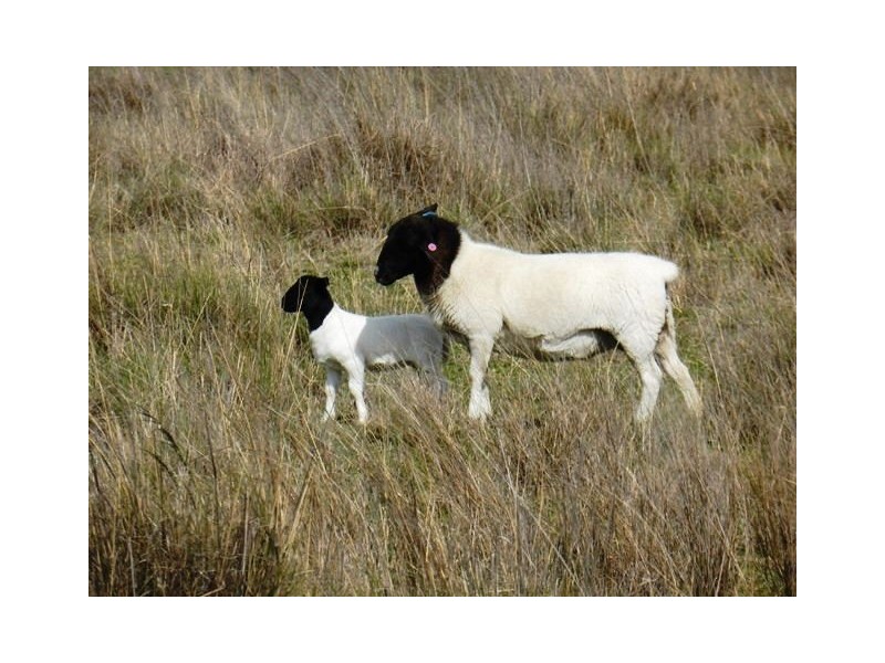 2426 Copeton Dam Road, EMU HILL, Inverell NSW 2360