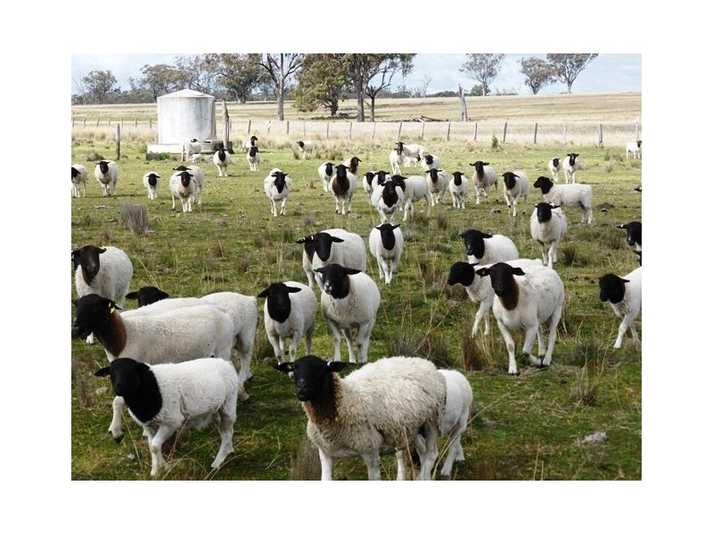 2426 Copeton Dam Road, EMU HILL, Inverell NSW 2360